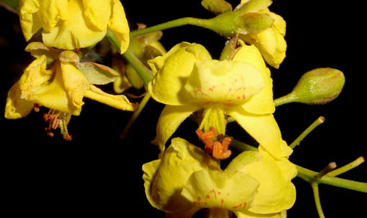 Caesalpinia gaumeri